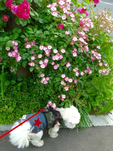 a0337860_20261516.jpeg