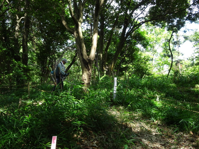 新道:外周作業路作り・・・うみべの森_c0108460_20373023.jpg