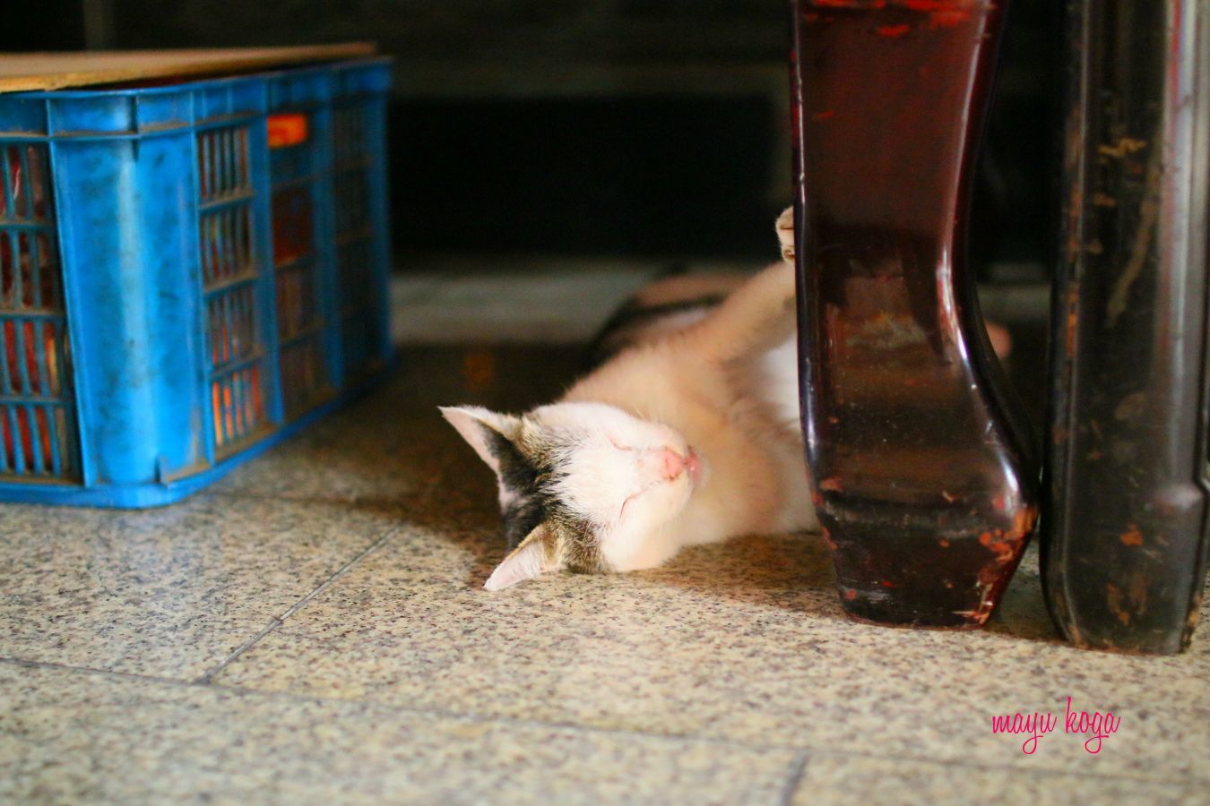 暑くて流れてる猫さん達_e0255060_21423271.jpg