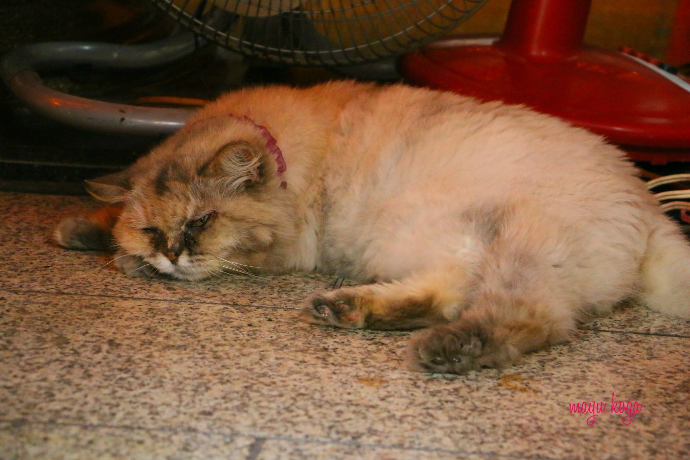 暑くて流れてる猫さん達_e0255060_21450066.jpg