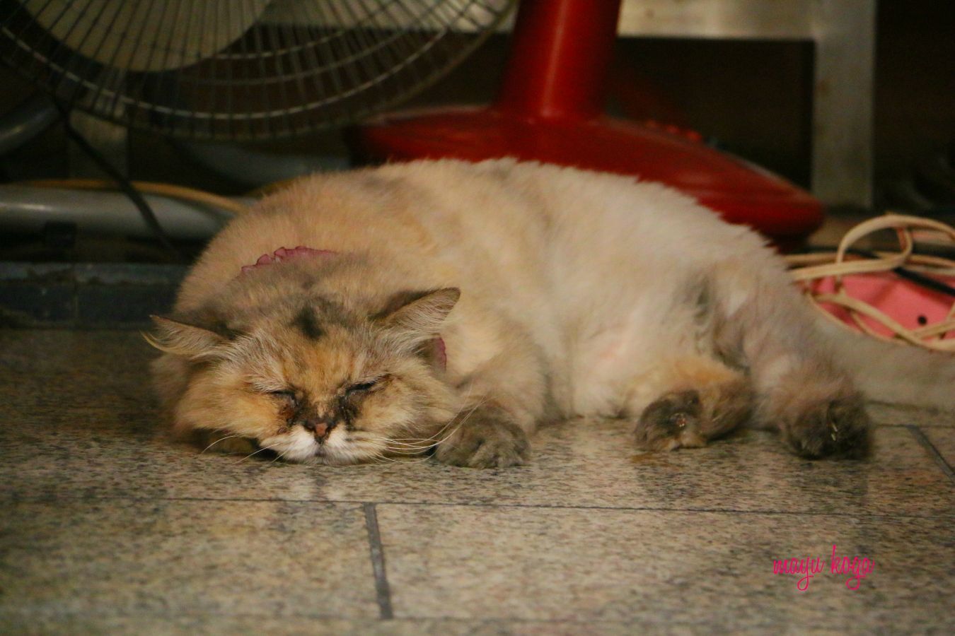 暑くて流れてる猫さん達_e0255060_21452789.jpg