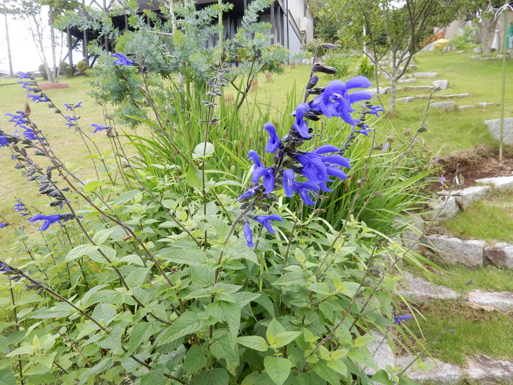 ’16,7,3(日)木の次は花でしょ!_f0060461_9101055.jpg