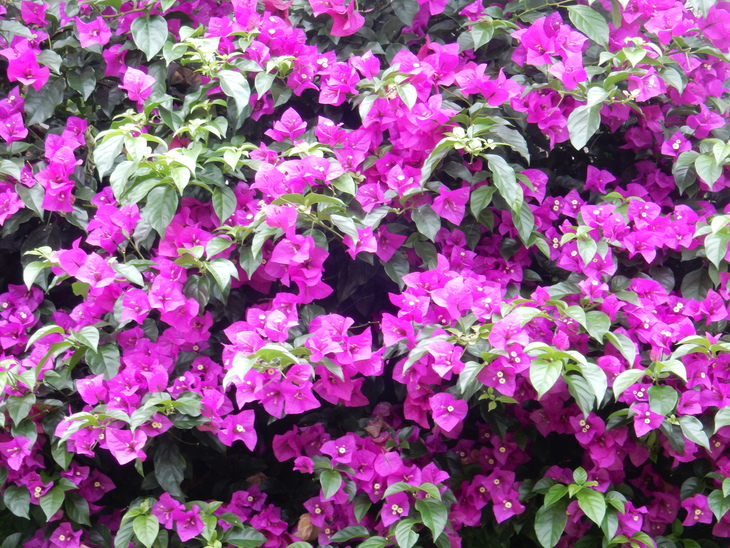 ’16,7,3(日)木の次は花でしょ!_f0060461_9121938.jpg