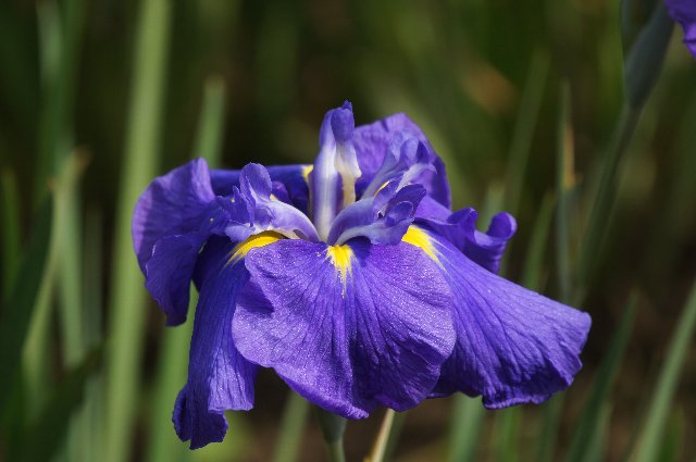 青紫の花しょうぶ☆吹上しょうぶ公園_a0355365_1533871.jpg