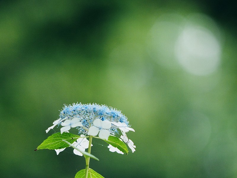 昭和記念公園の紫陽花　いろいろ４_a0330871_20393478.jpg