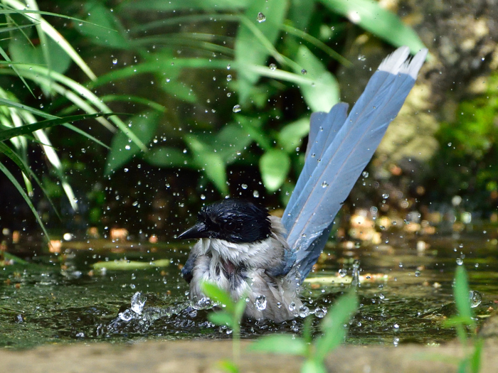 オナガ（尾長）/Azure-winged Magpie_f0365975_178454.jpg