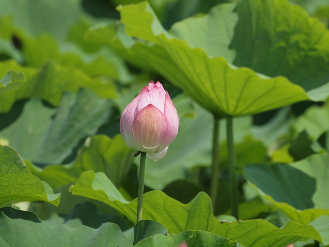 『立田赤蓮保存田の蓮達』_d0054276_19303730.jpg