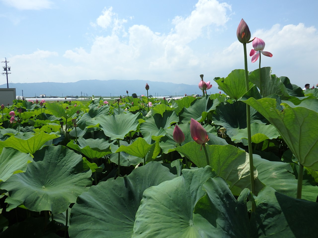 『立田赤蓮保存田の蓮達』_d0054276_19314633.jpg