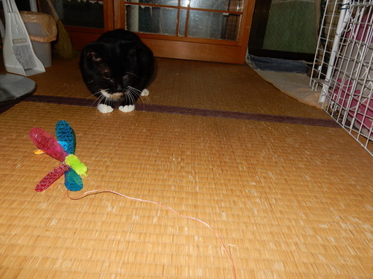 のらくろさんの一年(4)_e0355177_15253760.jpg