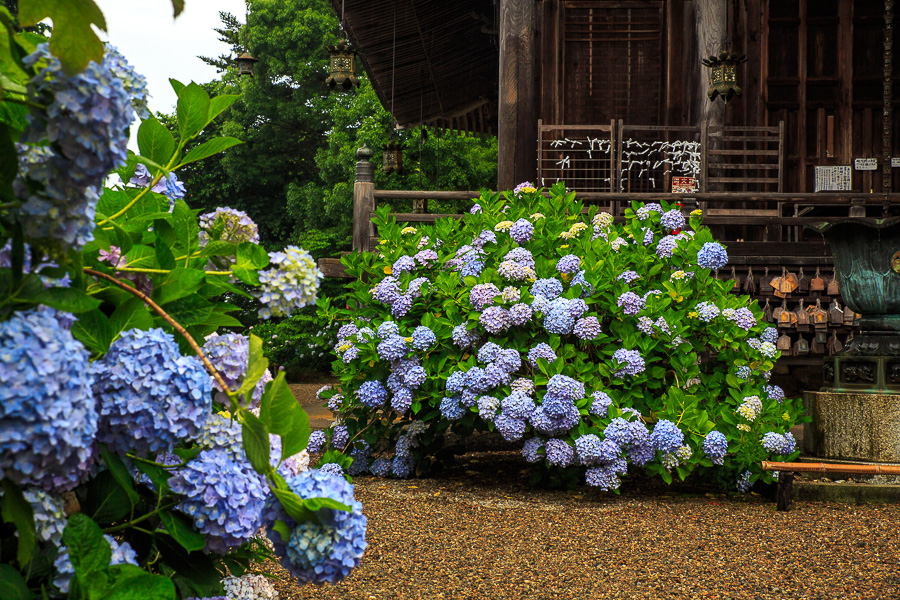 紫陽花！　～丹州観音寺～_b0128581_18505445.jpg