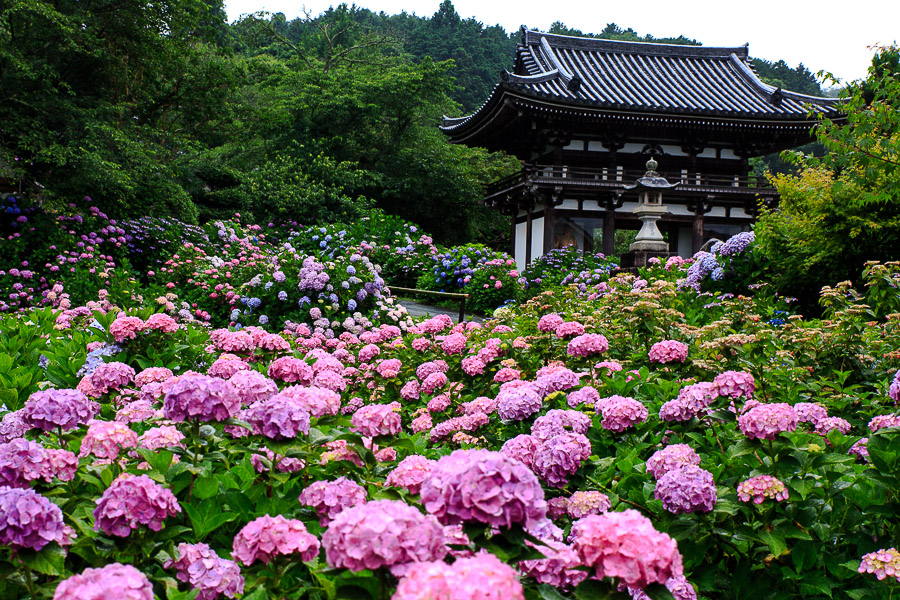 紫陽花！　～丹州観音寺～_b0128581_18513244.jpg