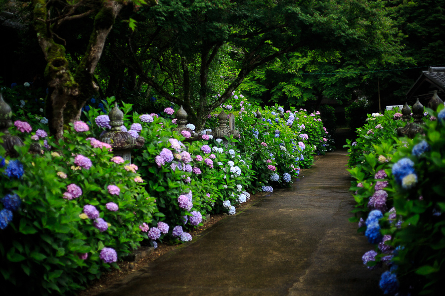 紫陽花！　～丹州観音寺～_b0128581_18514569.jpg