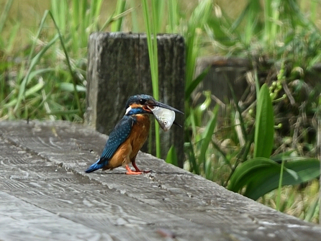 b0358690_17592136.jpg