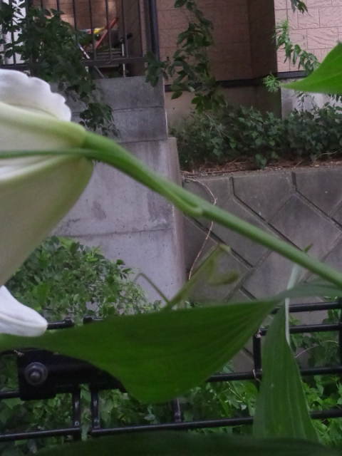 d0318191_1832436.jpg