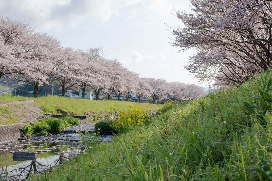 草場川の桜並木_e0176993_07061217.jpg