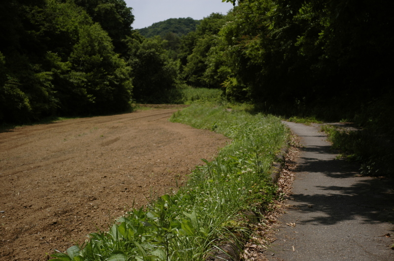 野辺を歩き、林の縁を行く (7) ～ ここからは馴染みの径_f0175998_00463392.jpg