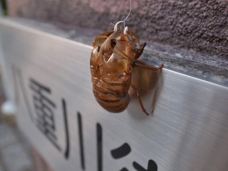 いよいよ、着々と (*^_^*)_c0049299_21574128.jpg