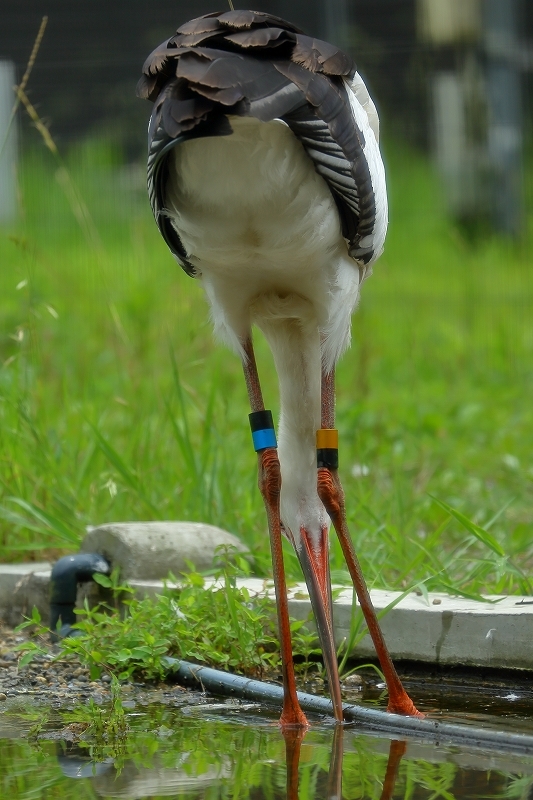 コウノトリ飼育施設で放鳥したコウノトリ2羽のうち1羽が施設に コウノトリ飼育施設で放鳥したコウノトリ2羽のうち1羽が施設に