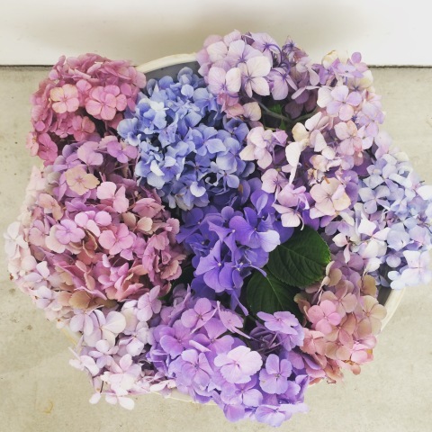 紫陽花の季節ですね_a0157409_09340707.jpeg