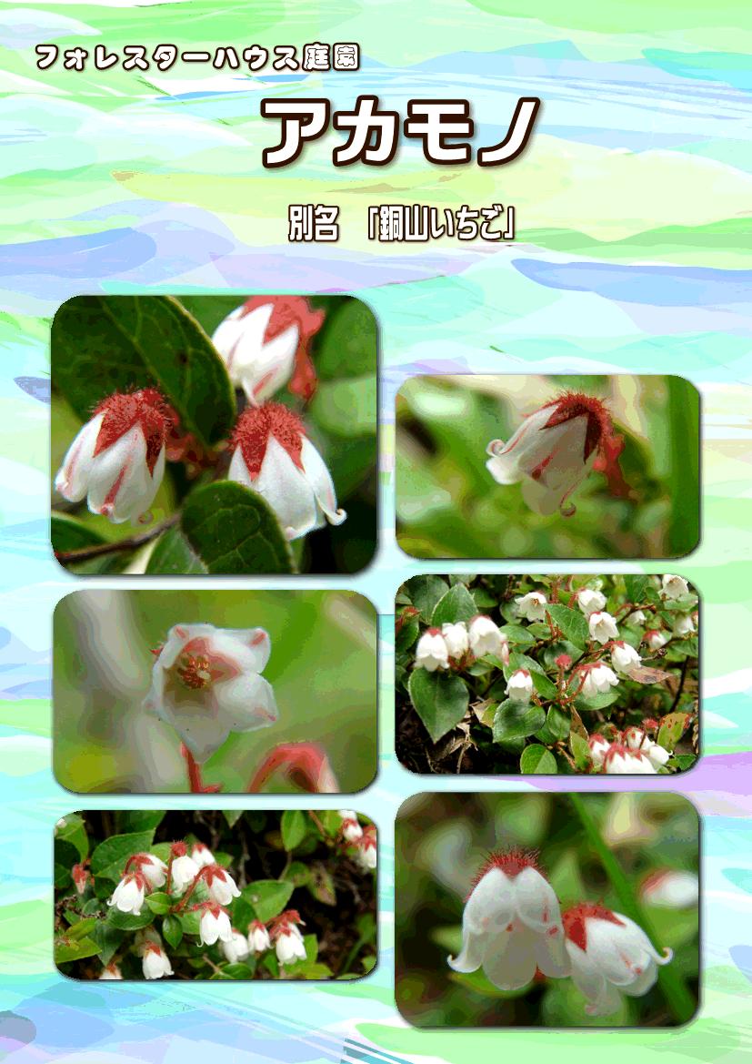 f0231709_15413175.gif