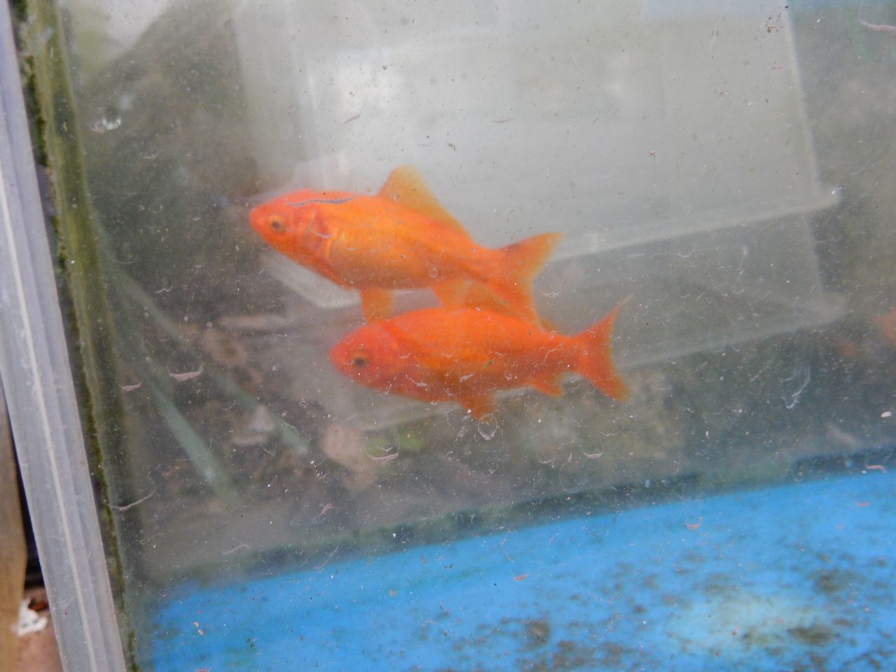 金魚の産卵 サラダの収穫 5号館を出て 金魚の産卵 サラダの収穫 5号館を出て