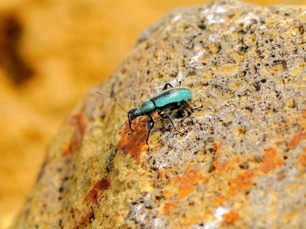 超小型ルリ色甲虫・・・ゾウムシの仲間の様だけど(^-^; : 『私の