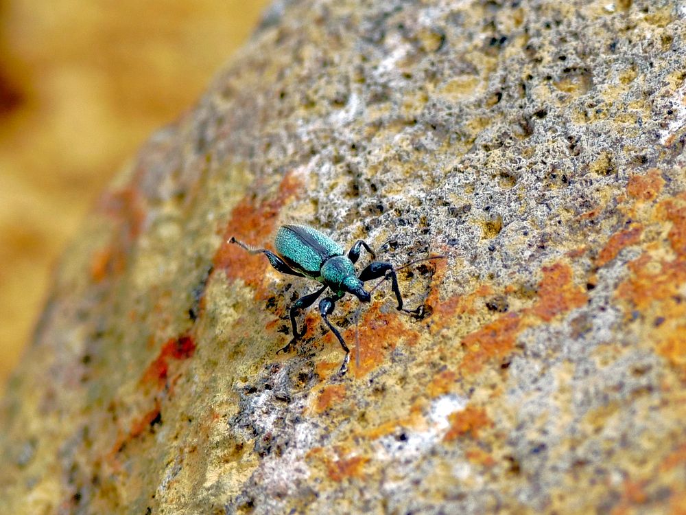 超小型ルリ色甲虫・・・ゾウムシの仲間の様だけど(^-^; : 『私の