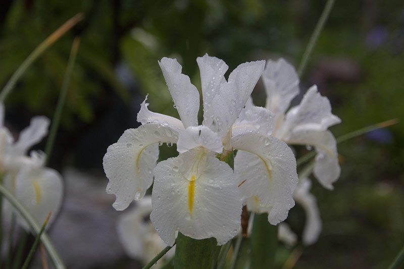 雨の庭・白い花がいっぱい_e0001123_1118297.jpg