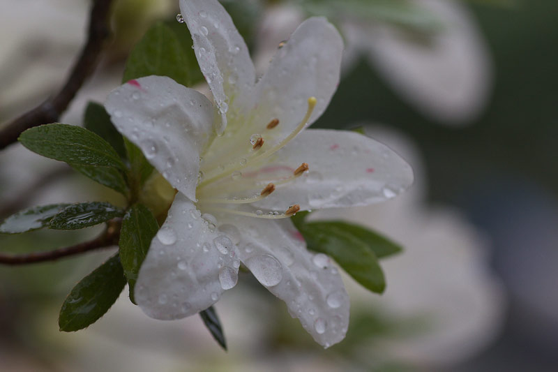 雨の庭・白い花がいっぱい_e0001123_1119980.jpg