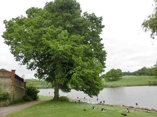 Leeds Castle      リーズ城_c0208524_00303771.jpg