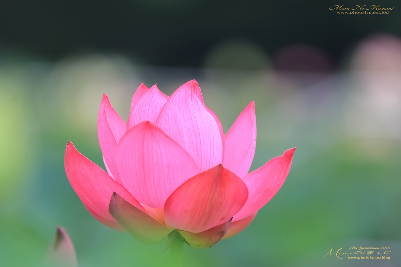 まゝに/7月の散策2/花蓮、睡蓮の盛り/その2_d0342426_01322763.jpg