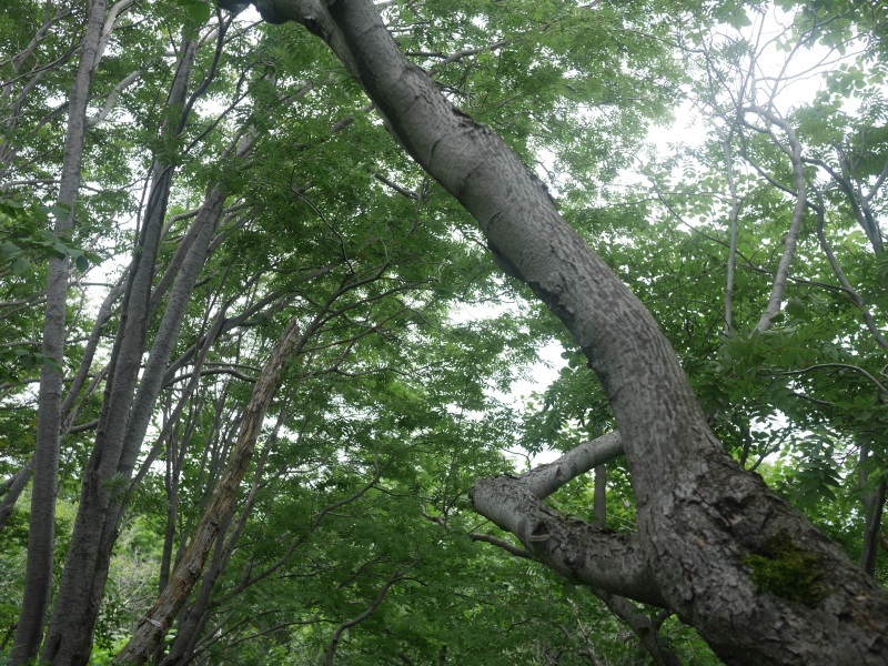 雲の中の樽前山_f0359727_22510540.jpg