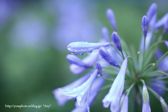 Agapanthus_e0347431_14530327.jpg