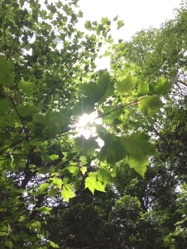 7月4日の日記_c0369344_17033309.jpeg
