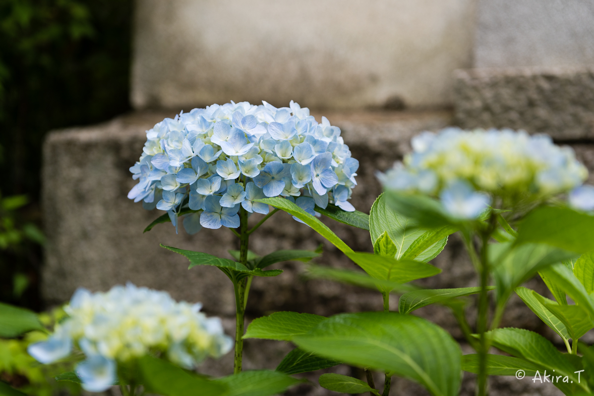 真如堂の紫陽花 -1-_f0152550_21324121.jpg