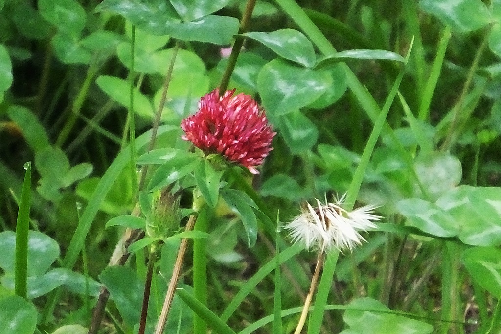 アカツメクサに真っ赤な花が・・・_b0236251_10485772.jpg