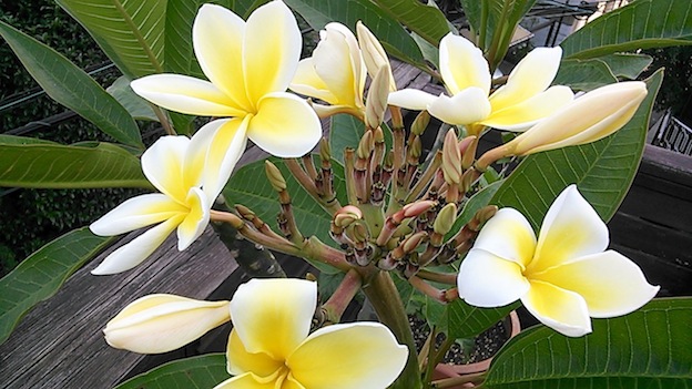 f0188652_12572159.jpg