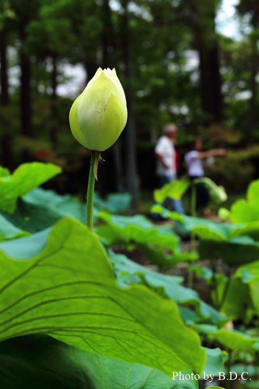 岡山　曹源寺_e0357265_22564284.jpg