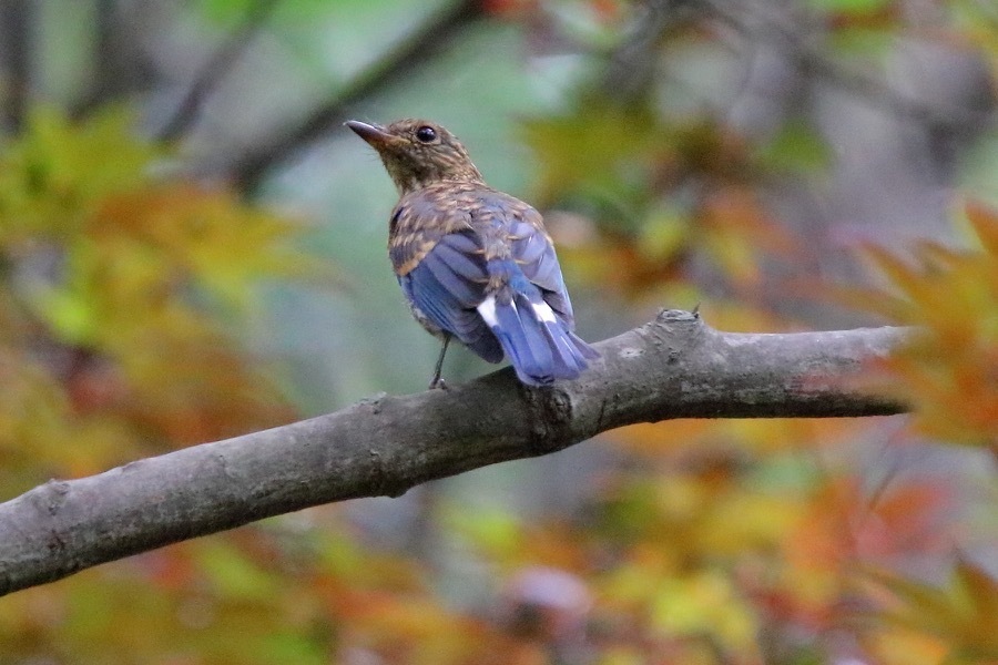 オオルリ幼鳥 以前に巣立ったヒナか 野鳥写真日記 自分用アーカイブズ