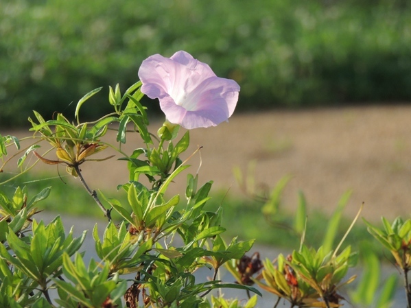 朝陽に輝き_b0366871_18440677.jpg