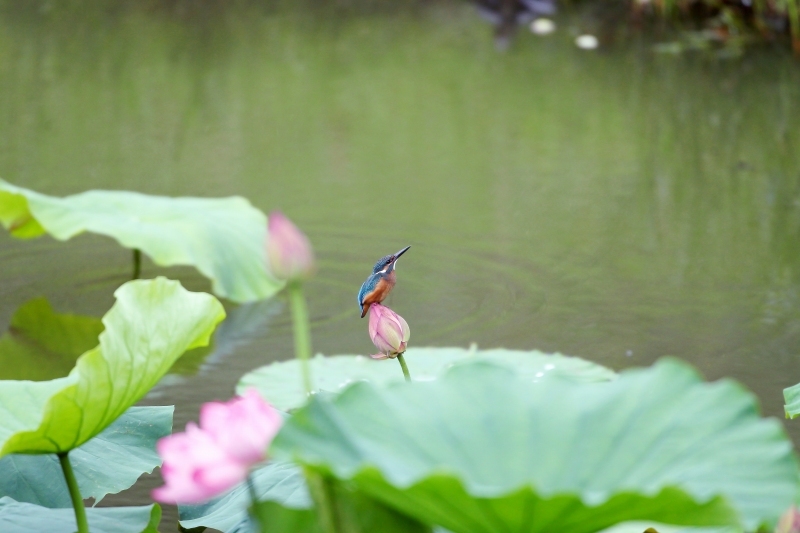 蓮の花とカワセミ_e0330871_06480854.jpg