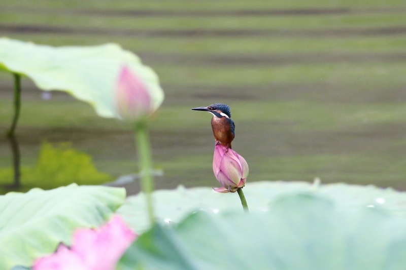 蓮の花とカワセミ_e0330871_06481872.jpg