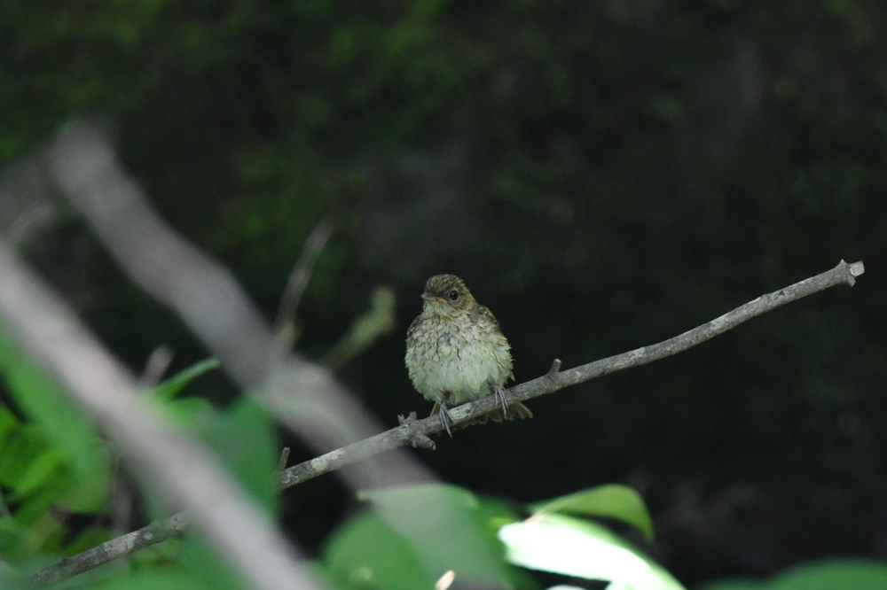 キビタキ　オオルリ　コサメビタキ幼鳥達と親鳥他_f0053272_1446132.jpg