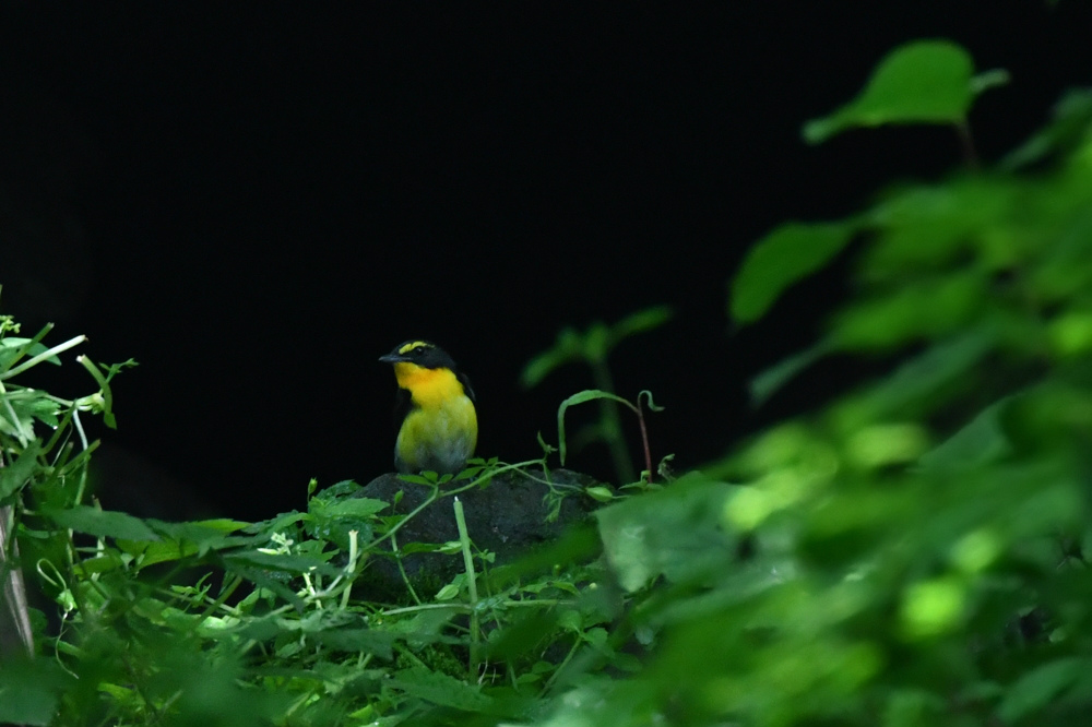 キビタキ　オオルリ　コサメビタキ幼鳥達と親鳥他_f0053272_1446472.jpg