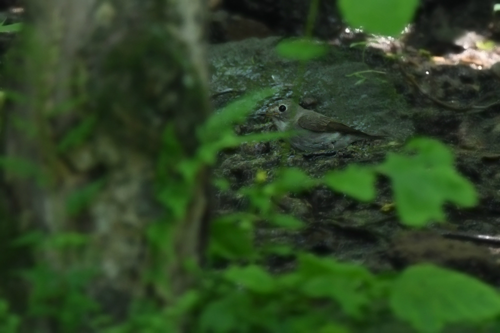 キビタキ　オオルリ　コサメビタキ幼鳥達と親鳥他_f0053272_14483116.jpg