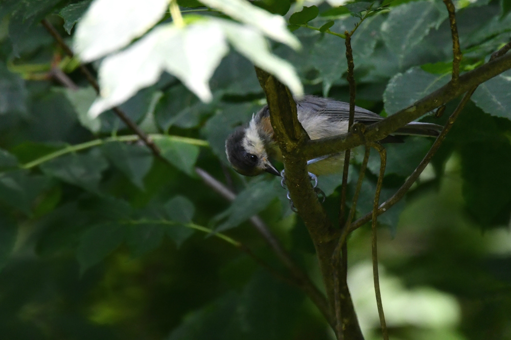 キビタキ　オオルリ　コサメビタキ幼鳥達と親鳥他_f0053272_14545260.jpg