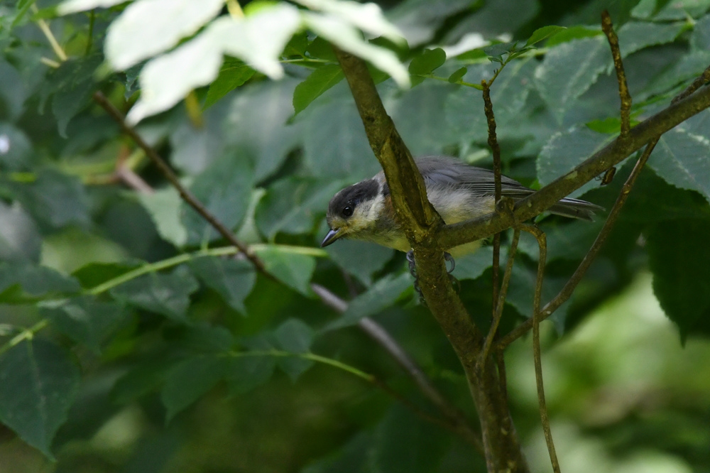 キビタキ　オオルリ　コサメビタキ幼鳥達と親鳥他_f0053272_14551881.jpg