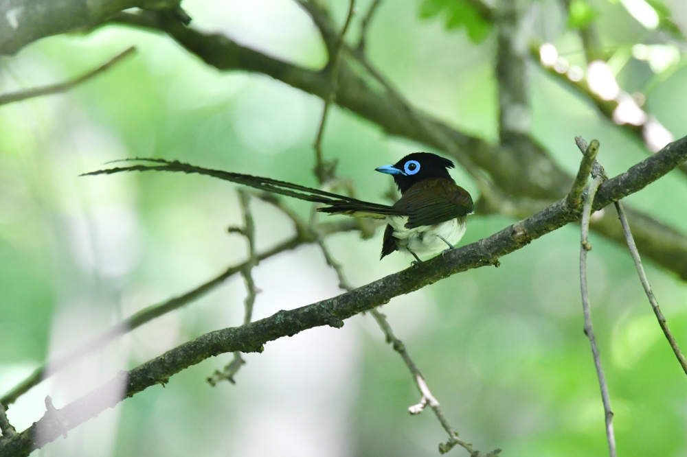 キビタキ　オオルリ　コサメビタキ幼鳥達と親鳥他_f0053272_145975.jpg