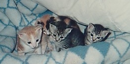 今週末、猫楠舎で初ねこ倶楽部_f0054677_09135092.jpg