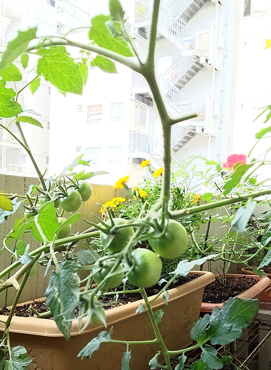 すっかり夏の風情です!!_f0218886_10294044.jpg